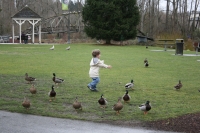 Mark with ducks at park